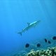 53- Un requin pointe noire remonte des profondeurs 